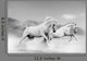 Horses Desert Wall Mural