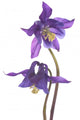 Purple Columbine Wall Decal