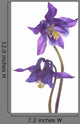 Purple Columbine Wall Decal