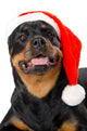 Santa Rottweiler Wall Decal