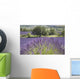 Lonely tree in front of a Provençal lavender field Wall Mural
