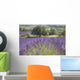 Lonely tree in front of a Provençal lavender field Wall Mural