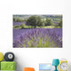 Lonely tree in front of a Provençal lavender field Wall Mural