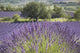 Lonely tree in front of a Provençal lavender field Wall Mural