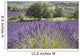 Lonely tree in front of a Provençal lavender field Wall Mural