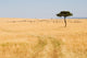 Wide Savannah Masai Mara