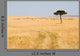 Wide Savannah Masai Mara