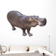 African Hippopotamus Wall Decal