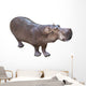 African Hippopotamus Wall Decal