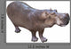 African Hippopotamus Wall Decal