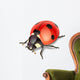Ladybird-vector illustration Wall Decal