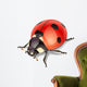 Ladybird-vector illustration Wall Decal