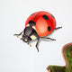 Ladybird-vector illustration Wall Decal