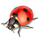 Ladybird-vector illustration Wall Decal