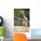 Baby Giraffe Wall Mural
