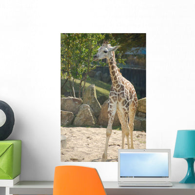 Baby Giraffe Wall Mural shown on a wall