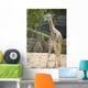 Baby Giraffe Wall Mural