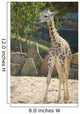 Baby Giraffe Wall Mural