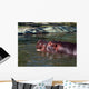 Hippo