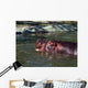 Hippo