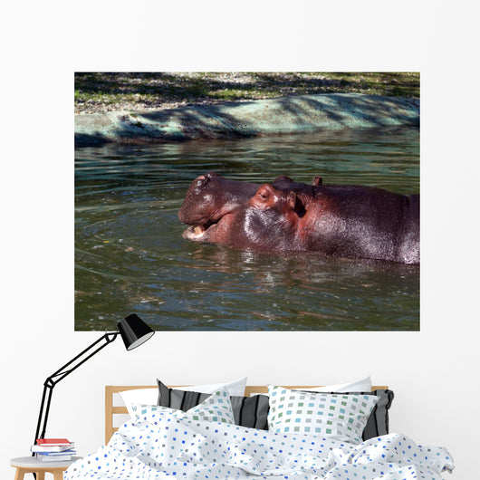 Hippo