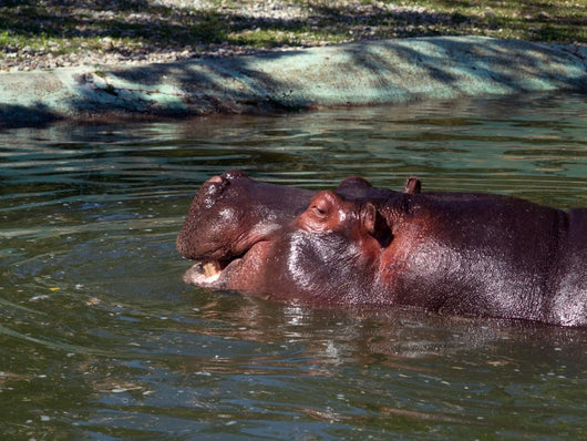 Hippo
