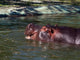 Hippo