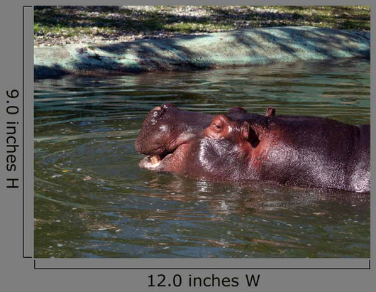 Hippo