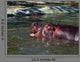 Hippo