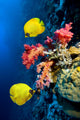 Underwater Image Coral Reef