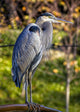 Great Blue Heron Wall Mural