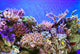Underwater Life Wall Mural