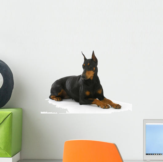 Doberman Pinscher