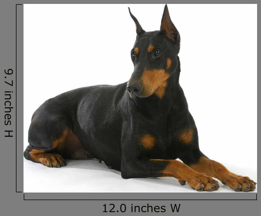 Doberman Pinscher