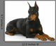 Doberman Pinscher