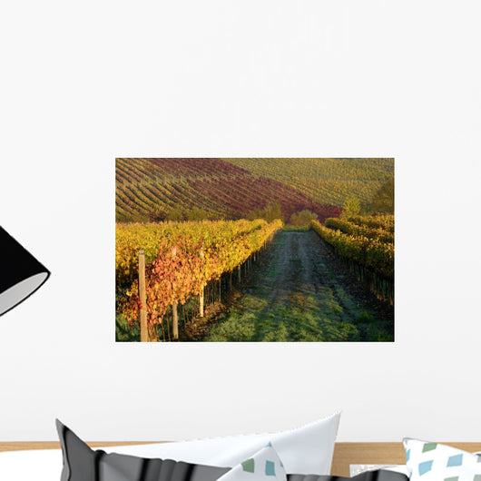 Vineyards Tuscany