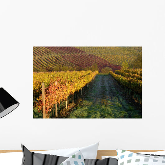 Vineyards Tuscany