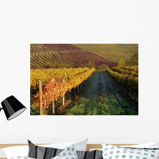 Vineyards Tuscany