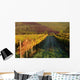 Vineyards Tuscany