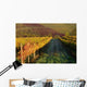 Vineyards Tuscany
