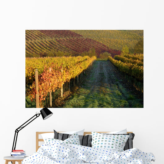 Vineyards Tuscany