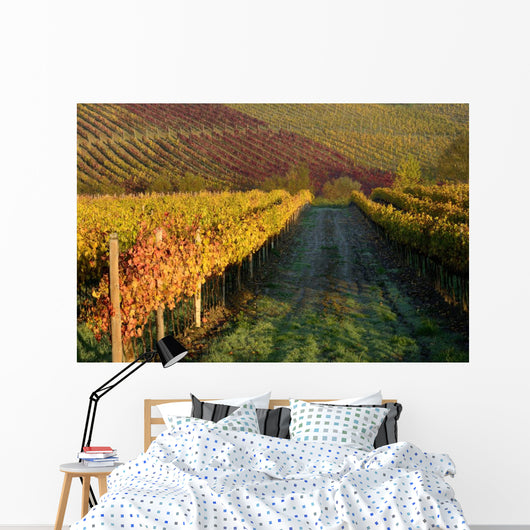 Vineyards Tuscany