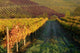Vineyards Tuscany
