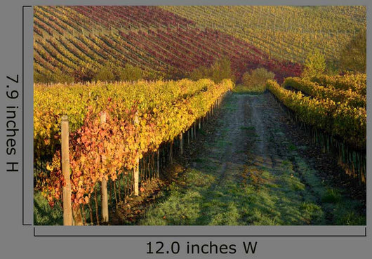 Vineyards Tuscany