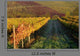 Vineyards Tuscany