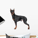 Miniature Pincher on white background Wall Decal