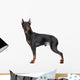Miniature Pincher on white background Wall Decal