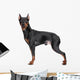 Miniature Pincher on white background Wall Decal