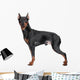 Miniature Pincher on white background Wall Decal