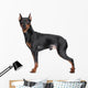 Miniature Pincher on white background Wall Decal
